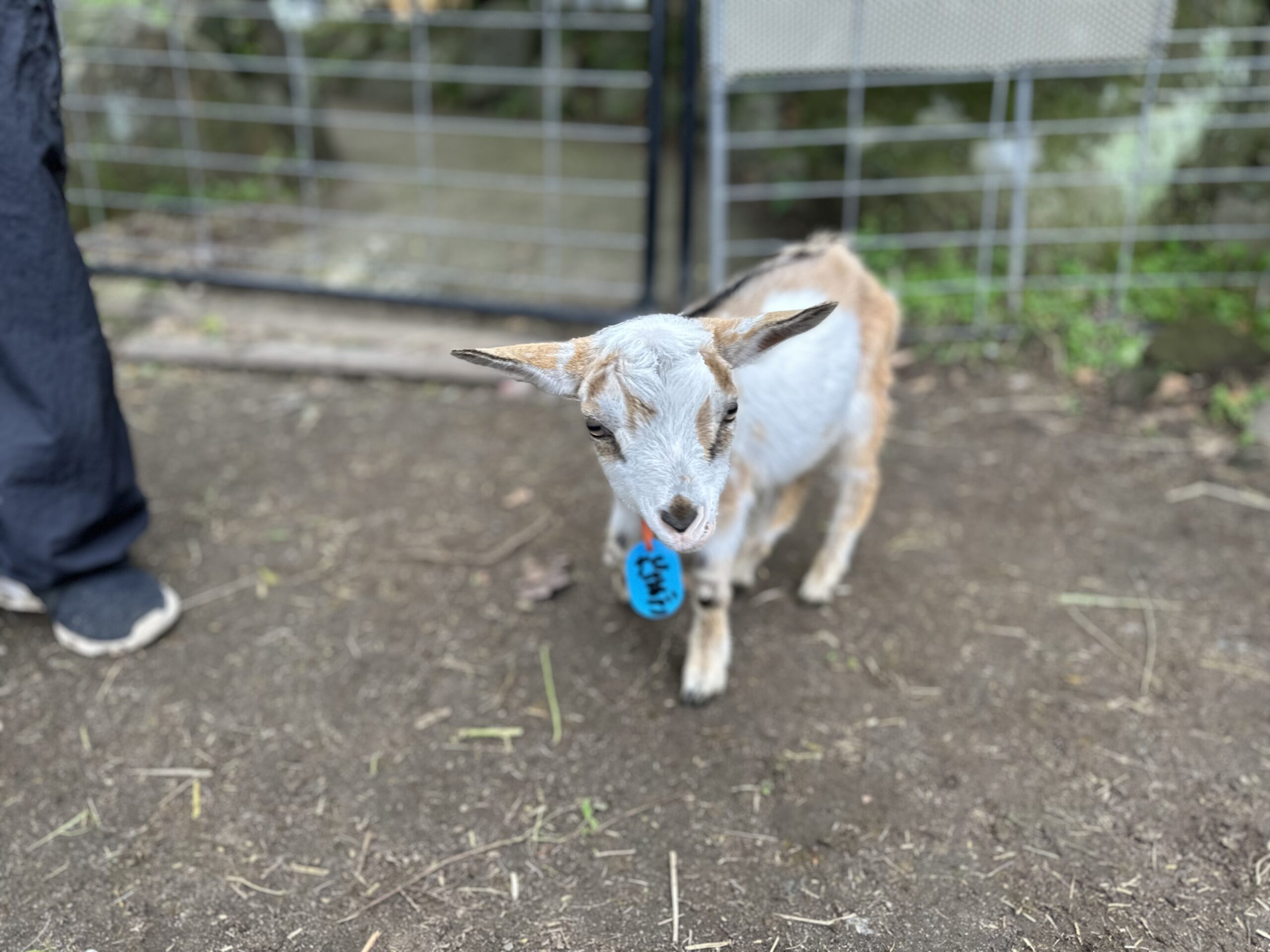 ヤギ マスコットキャラクター 鹿児島市
